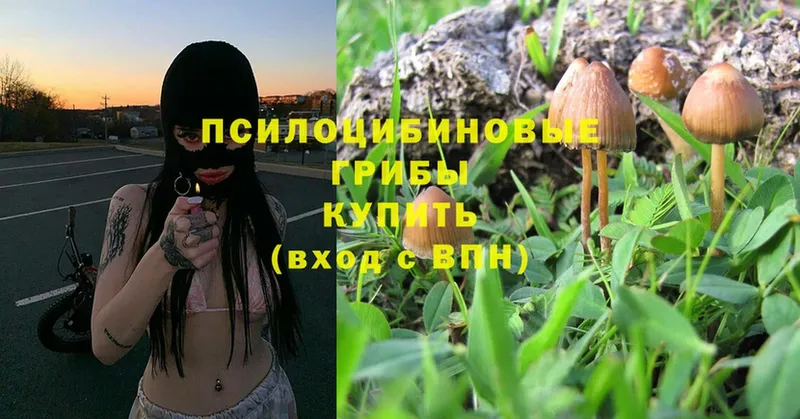 Псилоцибиновые грибы Psilocybe  площадка как зайти  Югорск  кракен зеркало 